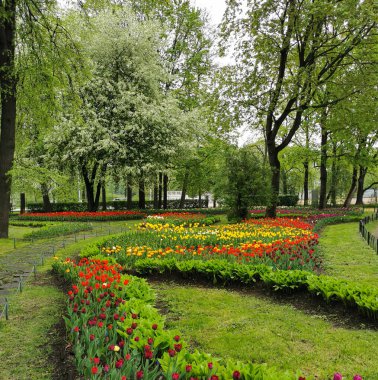 Bir bahar günü ağaçların ve çiçek açan kiraz ağaçlarının arasında renkli laleleri olan büyük çiçek tarhları. St. Petersburg 'daki Elagin Adası' ndaki lale festivali..