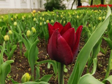 Yeşil yapraklardan oluşan bir yatakta yaprağın dış tarafında siyah çizgiler olan kırmızı bir lale. St. Petersburg 'daki Elagin Adası' ndaki lale festivali..