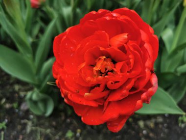 Yeşil yaprakların ortasında kırmızı şakayık şekilli lale. Üst Manzara. St. Petersburg 'daki Elagin Adası' ndaki lale festivali.