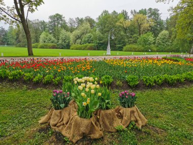 Leylak ve sarı lalelerle bezeli çiçek tarhları, ağaçların arka planında renkli lalelerle dolu büyük bir çiçek yatağı. St. Petersburg 'daki Elagin Adası' ndaki lale festivali..