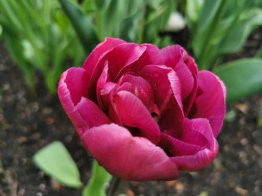 Yeşil yaprakların arasında kıpkırmızı şakayık şekilli lale. St. Petersburg 'daki Elagin Adası' ndaki lale festivali..