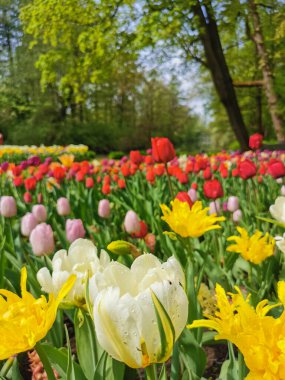 Ağaçların ve mavi gökyüzünün arka planında renkli lalelerle dolu büyük bir çiçek tarhı. St. Petersburg 'daki Elagin Adası' ndaki lale festivali..