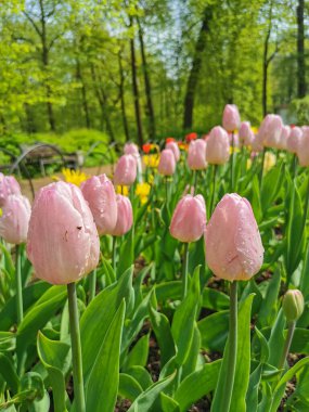 Çiçek tarhındaki yağmur damlalarında güneşte pembe lale. St. Petersburg 'daki Elagin Adası' ndaki lale festivali..