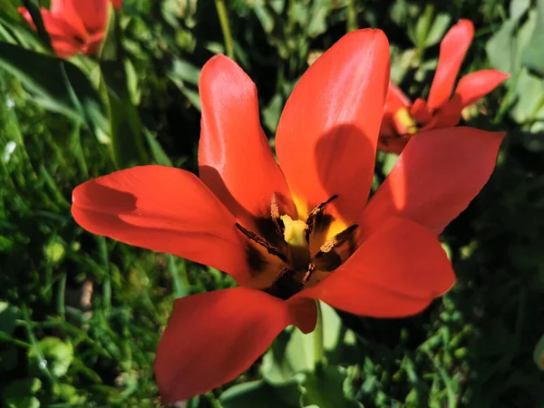 Czerwony Tulipan Ostrymi Płatkami Czarnym Środkiem Festiwal Tulipanów Wyspie Elagin — Zdjęcie stockowe