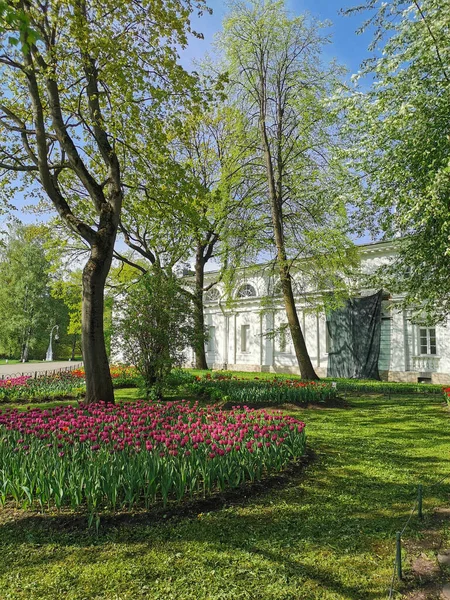 Gran Macizo Flores Con Tulipanes Lila Soleado Día Primavera Entre — Foto de Stock