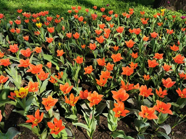 Eine Rote Tulpe Mit Scharfen Blütenblättern Und Einer Schwarzen Mitte — Stockfoto