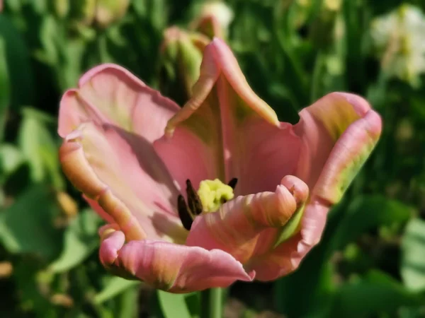 緑色の脈を持つ強力なピンクと緑の葉の間でねじれた花弁チューリップ サンクトペテルブルクのElagin島でチューリップの祭り — ストック写真