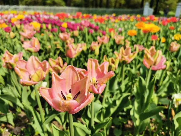 Powdery pink with green veins and twisted petals tulips among green leaves. The festival of tulips on Elagin Island in St. Petersburg.