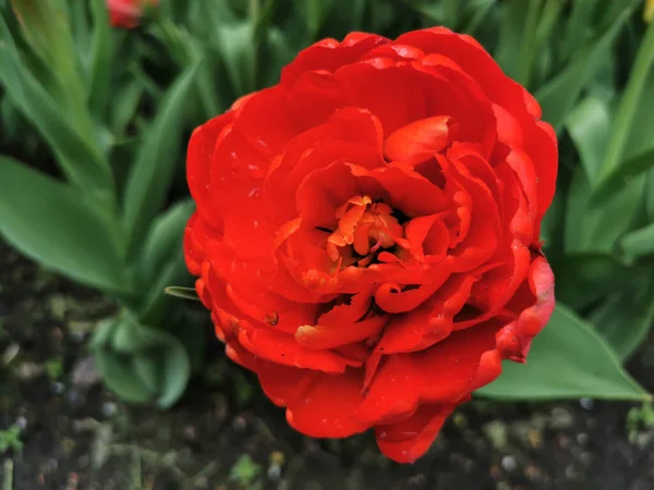 Czerwony Tulipan Kształcie Piwonii Środku Zielonych Liści Widok Góry Festiwal — Zdjęcie stockowe
