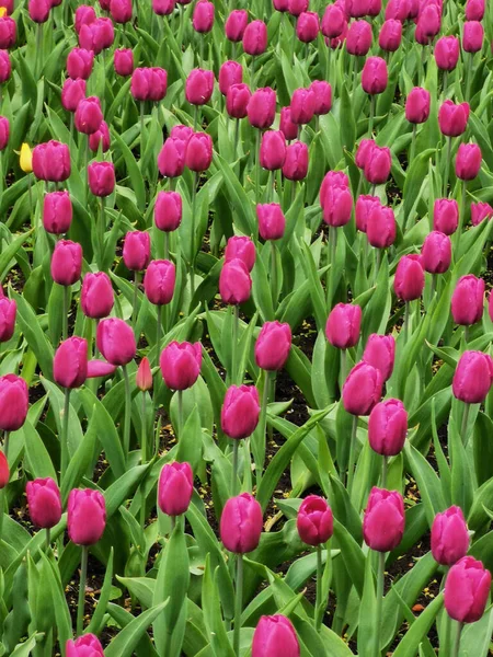 Parterres Fleurs Avec Tulipes Lilas Dans Parc Festival Des Tulipes — Photo