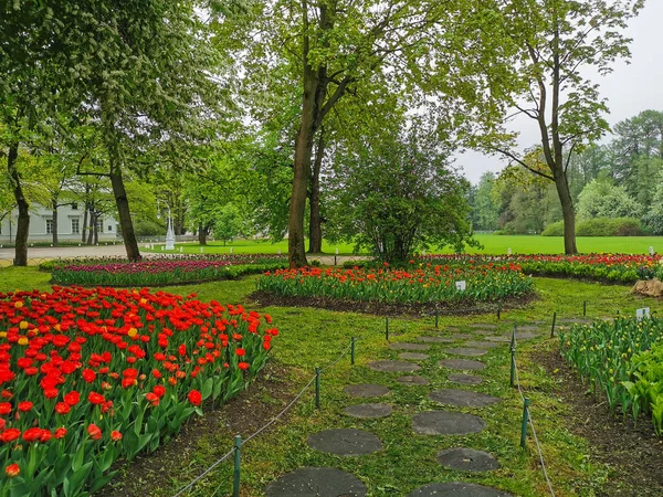Крупные Клумбы Красными Другими Тюльпанами Между Ними Дорожка Выложенная Деревьев — стоковое фото