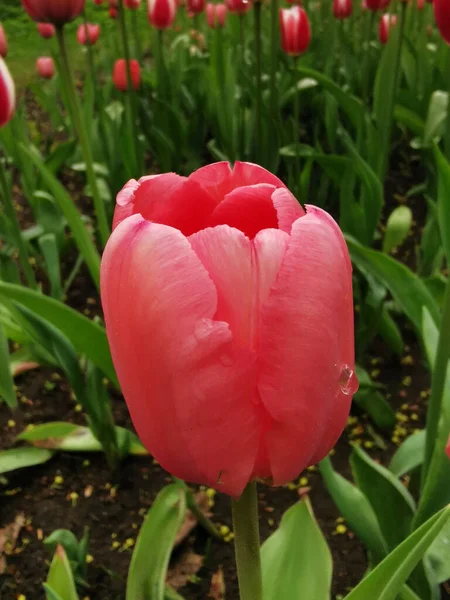Pink tulip with raindrops on a flower bed among green leaves. The festival of tulips on Elagin Island in St. Petersburg.