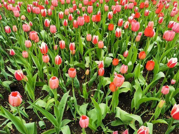 Parterres Fleurs Avec Des Tulipes Roses Rouges Avec Une Bordure — Photo