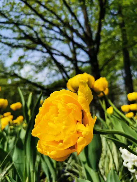 Жовтий Террі Багатопелюстковий Тюльпан Дощових Крапелях Сонці Серед Зеленого Листя — стокове фото