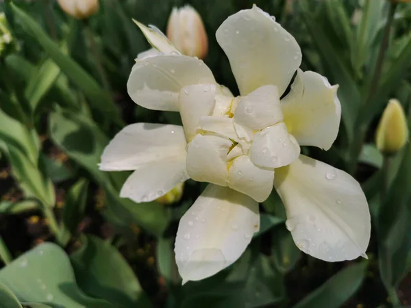 White Terry Tulip Interesting Petals Yellow Center Festival Tulips Elagin — Stock Photo, Image