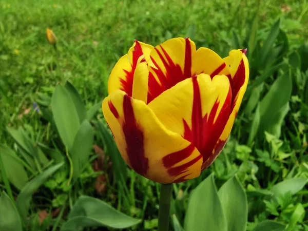 A yellow tulip with a red pattern on its petals on a flower bed on a sunny spring day. The festival of tulips on Elagin Island in St. Petersburg.