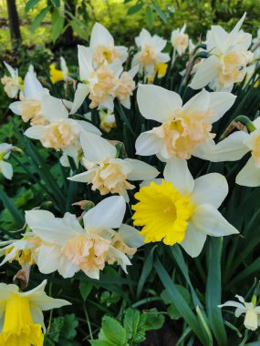 Yeşil yapraklı sarı ve turuncu merkezli beyaz Terry nergis. St. Petersburg 'daki Elagin Adası' ndaki lale festivali.