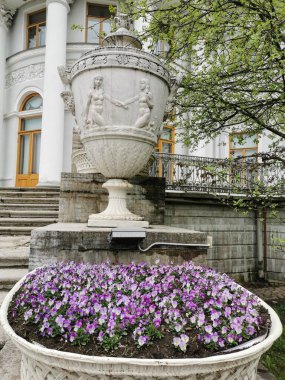 St. Petersburg 'daki Elagin Adası' ndaki parkta Elaginoostrovsky Sarayı 'nın vazosunun yanında pembe bir viyola bulunan bir çiçek tarlası.