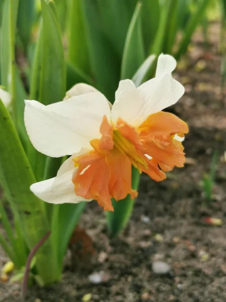 Une Jonquille Blanche Avec Centre Orange Vif Dans Les Feuilles — Photo