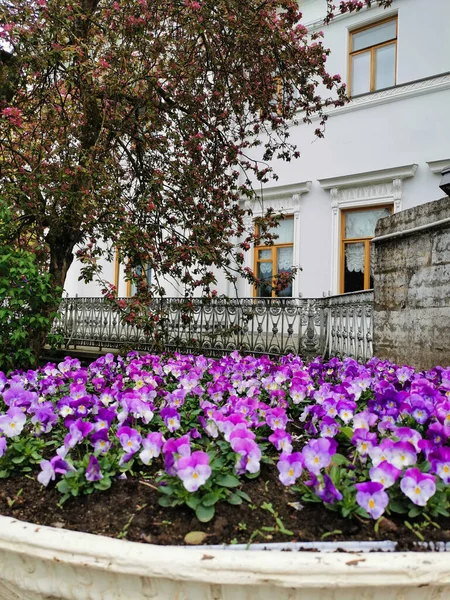 Macizo Flores Con Una Viola Rosa Lado Del Palacio Elaginoostrovsky —  Fotos de Stock