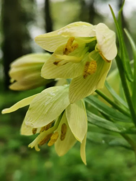 St. Petersburg 'da Elagin Adası' ndaki bir parkta çiçek tarhında imparatorluk fındığı (Latin Fritillaria emperialis) sarısı