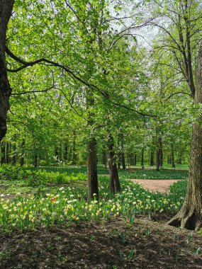 Güneşli bir bahar sabahı St. Petersburg 'daki Elagin Adası' nda bir parkta laleler arasında ıssız bir yol.