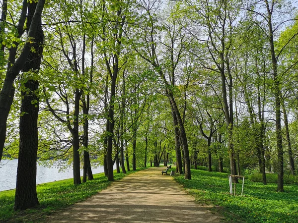 Stock image A deserted road with benches among the trees, running along the river bank, on a sunny spring morning in a park on Elagin Island in St. Petersburg. 