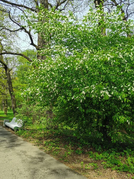 Egy Elhagyatott Egy Padon Cseresznyevirágzással Egy Napos Tavaszi Reggelen Egy — Stock Fotó