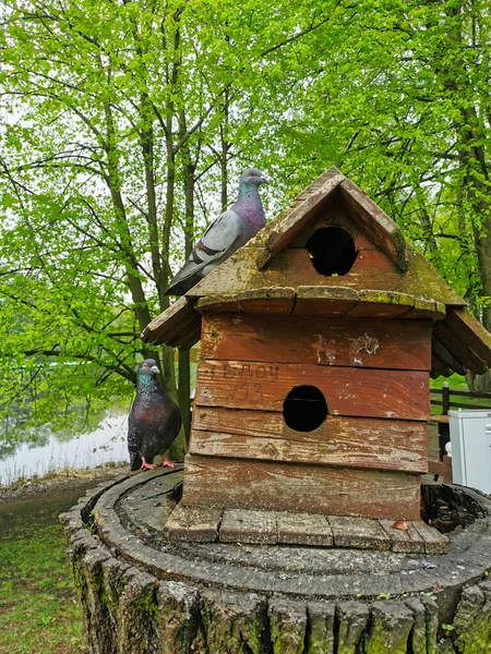 Alimentatore Uccelli Scoiattoli Sotto Forma Una Casa Legno Tronco Albero — Foto Stock