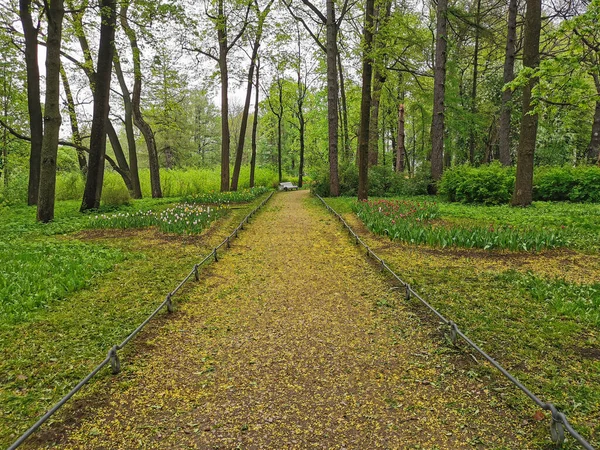 Camino Desierto Entre Árboles Tulipanes Florecientes Una Mañana Nublada Primavera —  Fotos de Stock