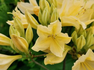 Sarı Japon rhododendronu (Latince: rhododendron japonicum) (A. Suring var. Aureum Wils) St. Petersburg Botanik Bahçesinde