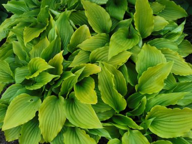 Kalp şeklinde, St. Petersburg Botanik Bahçesi 'nin en üst manzaralı yeşil hosta yaprakları.