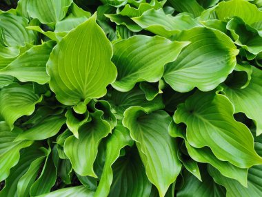 Kalp şeklinde, St. Petersburg Botanik Bahçesi 'nin en üst manzaralı yeşil hosta yaprakları.