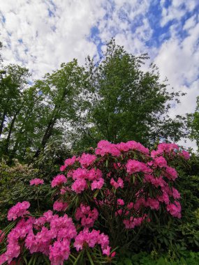 Ağaçların ve mavi gökyüzünün arka planında St. Petersburg 'un botanik bahçesinde bulutlarla kaplı pembe leylak renkli Makino rhododendron (Latince: rhododendron makinoi Tagg) çalısı ve tomurcukları ile.
