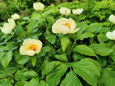 Wittmann 'ın şakayığı (lat.Paeonia wittmanniana Hortwiss. Eski sevgilim. Lindt) St. Petersburg Botanik Bahçesi 'nde turuncu ve kırmızı benekli..