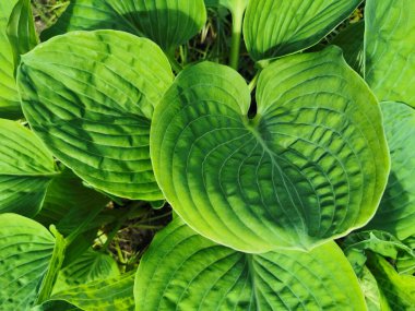 St. Petersburg Botanik Bahçesi 'nde büyük yeşil hosta yaprakları.