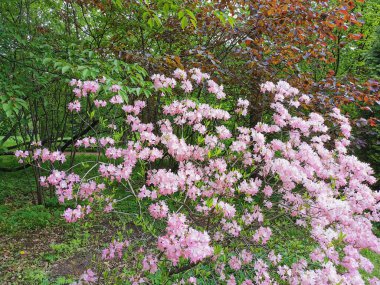 Soluk pembe rhododendron Vaseyi çiçekleri (Latince: rhododendron vaseyi (A. St. Petersburg botanik bahçesinde.