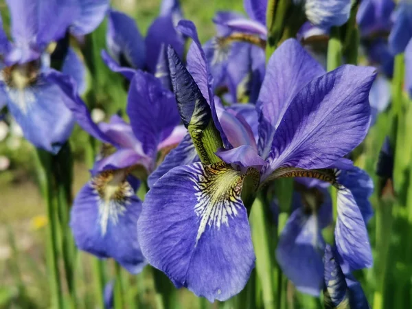 Blauwe Iris Bloemen Botanische Tuin Van Petersburg — Stockfoto