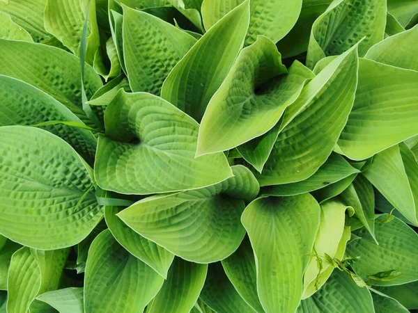 Hosta Verde Ligeramente Retorcida Forma Corazón Vista Superior Jardín Botánico —  Fotos de Stock