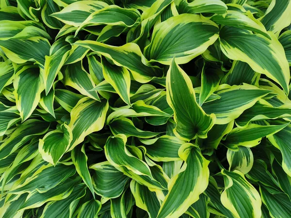 Hosta Verde Angosto Afilado Con Borde Amarillo Vista Superior Jardín —  Fotos de Stock