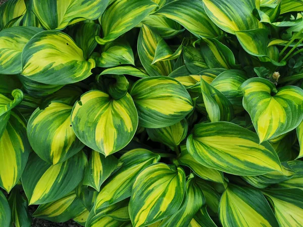 Hosta Verde Amarillo Forma Redonda Vista Superior Jardín Botánico San —  Fotos de Stock