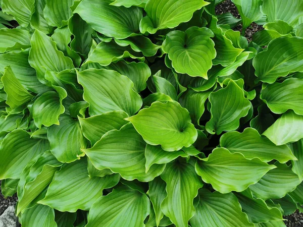 Hosta Verde Ligeramente Retorcida Forma Corazón Vista Superior Jardín Botánico —  Fotos de Stock