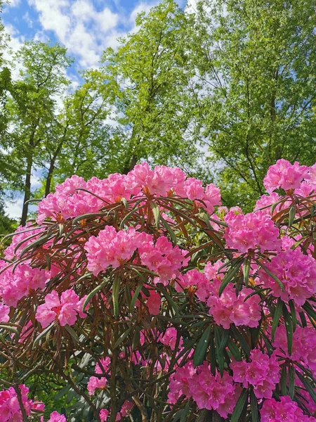 นไม ดอกไม และดอกไม ชมพ ไลแลค มาก โรดอนดอน ละต Rhododendron Makinoi — ภาพถ่ายสต็อก