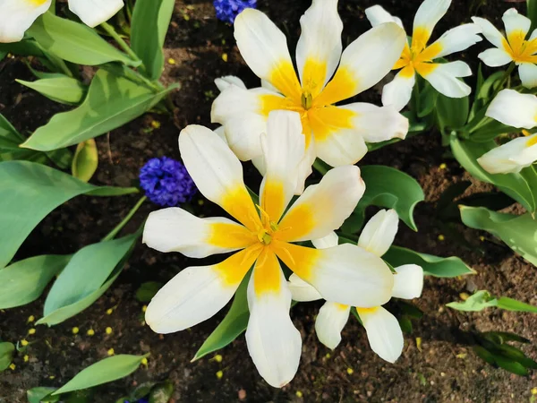 Белые Тюльпаны Похожие Ромашку Желтые Посередине Вид Сверху Фестиваль Тюльпанов — стоковое фото