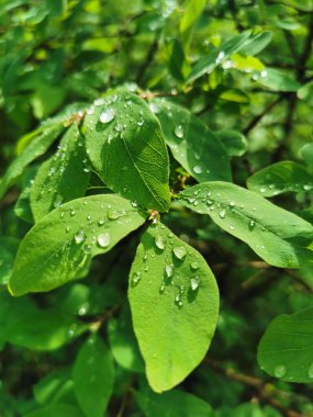 St. Petersburg 'daki Elagin Adası' ndaki parkta, güneşte parlayan bir çalılığın yeşil yaprakları üzerinde bir damla su.