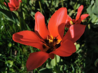 Keskin yapraklı ve siyah merkezli kırmızı bir lale. St. Petersburg 'daki Elagin Adası' ndaki lale festivali..