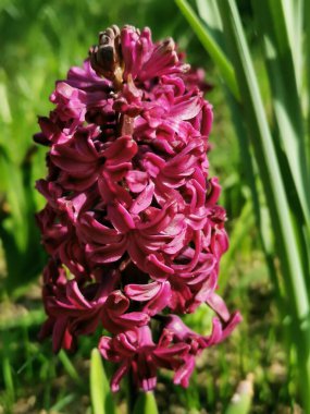 St. Petersburg 'daki Elagin Adası' ndaki parkta çiçek tarhında kestane rengi sümbüller..