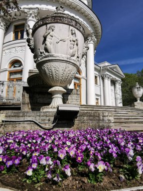 St. Petersburg 'daki Elagin Adası' ndaki parkta Elaginoostrovsky Sarayı 'nın vazosunun yanında pembe bir viyola bulunan bir çiçek tarhı..