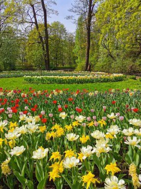 Güneşli bir bahar gününde, ağaçların ve mavi gökyüzünün arka planında renkli lalelerle büyük bir sarmal çiçek tarhı. St. Petersburg 'daki Elagin Adası' ndaki lale festivali..