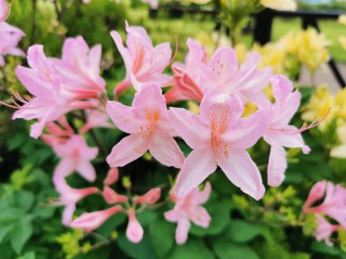 St. Petersburg botanik bahçesinde pembe rhododendron çiçekleri ve tomurcukları.